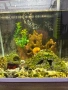 2бр оборудвани и готови аквариума !!!, снимка 5