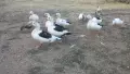 Патици френски Дюклер , снимка 4