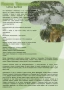 Студоустойчива палма Трахикарпус, снимка 2