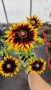 Рудбекия, Rudbeckia hirta pawnee spirit gold black eye, снимка 6