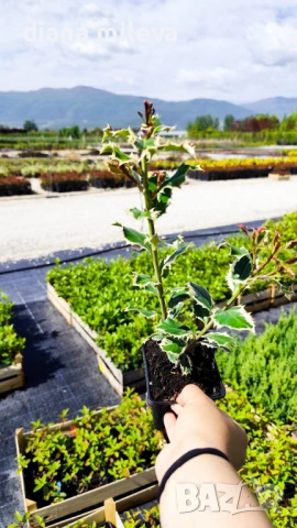 Джел, Илекс Сребърна Кралица, Ilex aquifolium Silver Queen, студоустойчив, многогодишен бодлив храст, снимка 10 - Градински цветя и растения - 54556939