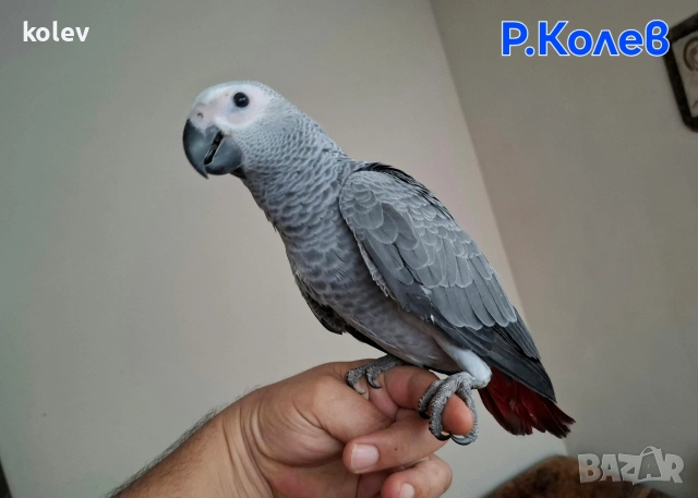 Ръчно хранен папагал Жако / бебе