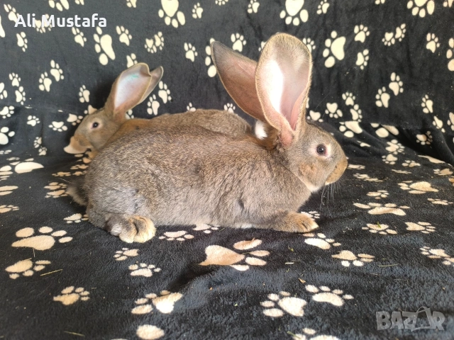 Зайци Великани и кочовати, снимка 9 - Други - 53465684