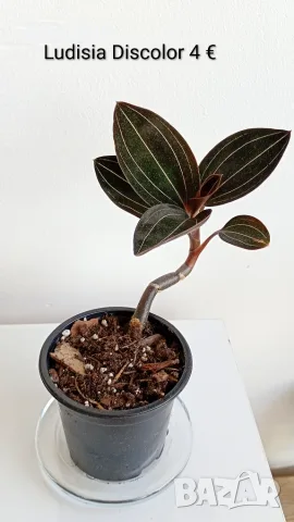 Лудизия скъпоценна орхидея Ludisia Discolor 
