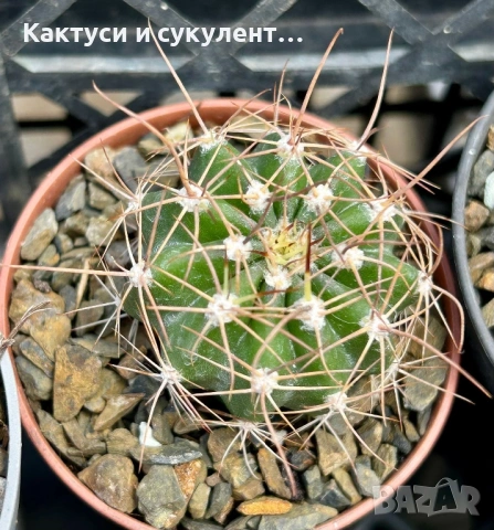 Кактус вид Echinopsis Hybrid бял лебед, снимка 8 - Градински цветя и растения - 54593949