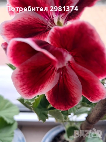 Кралски мушката, снимка 3 - Стайни растения - 54292443