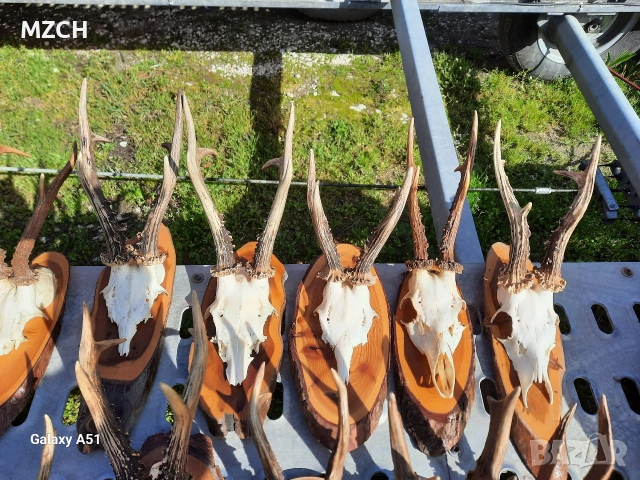 Трофей от сърндак. , снимка 9 - Декорация за дома - 54045665