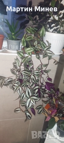 Tradescantia zebrina, снимка 5 - Стайни растения - 51996609