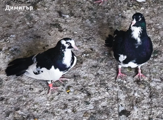 Дрезгави гълъби 