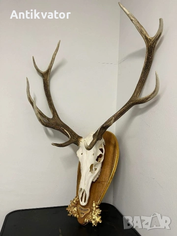 Трофей от Елен с дърворезбована поставка, лов и риболов, снимка 2 - Декорация за дома - 54239429