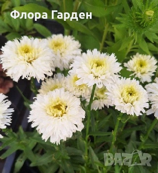 МНОГОГОДИШНИ ЦВЕТЯ, снимка 3 - Градински цветя и растения - 54414684
