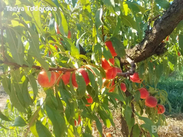 Продавам праскови 