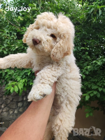 Lagotto Romaniolo , снимка 2 - Пудели - 55272461