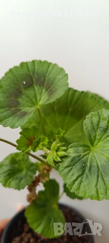 Pelargonium Mallorca , снимка 3 - Стайни растения - 54212714