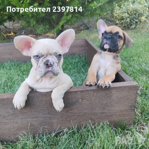 Френски булдог Женски , снимка 6 - Френски булдог - 55008762