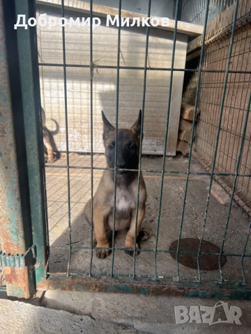 Продавам Белгийски Овчарки Малиноа  , снимка 2 - Белгийска овчарка - 55421591