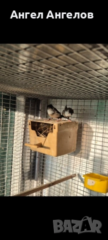 амадини,японки, снимка 4 - Амадини - 54130389