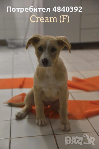 Rescue puppy, снимка 7 - Други - 54699590