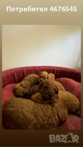 Toy poodle mini poodle, снимка 2 - Пудели - 55396664