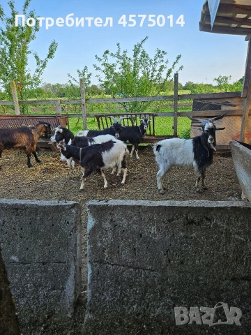 Продавам кози, ярета и пръчове, снимка 5 - Кози - 54988440