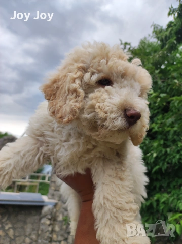 Lagotto Romaniolo , снимка 3 - Пудели - 55272461