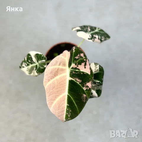 Alocasia Black Velvet Pink Variegata, снимка 2 - Стайни растения - 55323085