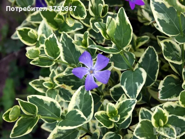 🌿💜🌿 Vinca major 'Variegata' (Пъстролистна голяма зеленика)