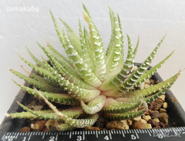 Хавортия (Haworthia attenuata variegata ハオルチア 十二の巻錦), сукулентно растение, изпраща се на гол корен