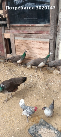 индийски пауни , снимка 5 - други­ - 53996226