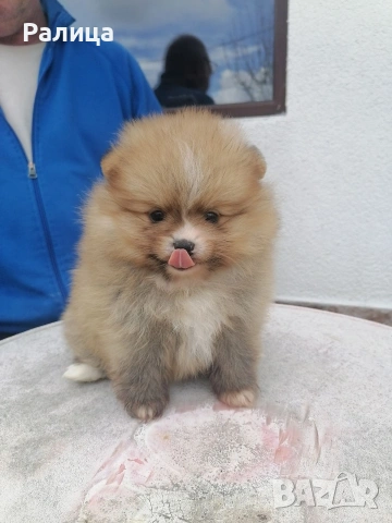 Момче и момиче , снимка 2 - Померан - 54079165