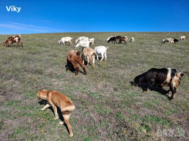 натурално козе мляко, снимка 9 - Кози - 54155662