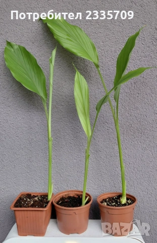 Куркума - за подправка, снимка 2 - Стайни растения - 53837994