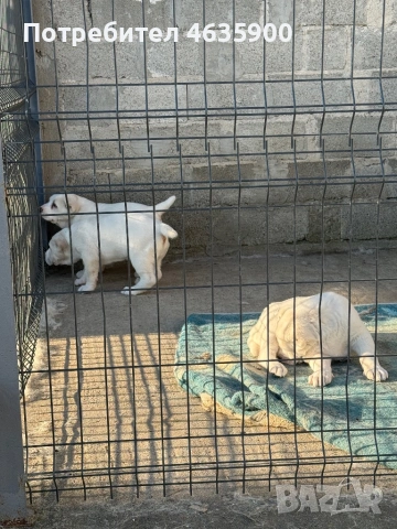 Момиче на 50 дни , снимка 8 - Алабай - 54113727