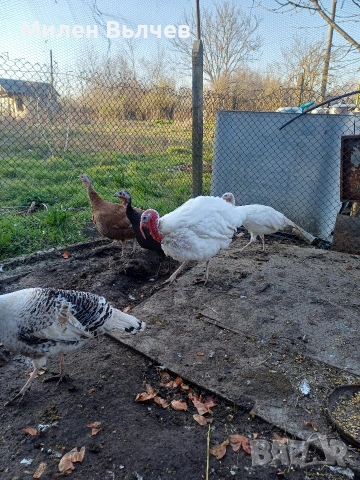 Уплодени пуешки яйца , снимка 3 - Кокошки и пуйки - 53881503