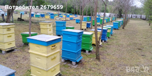 Пчелни отводки ДБ, снимка 3 - За пчели - 54806905