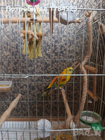 Мъжки поен папагал, снимка 8 - Папагали - 54084418