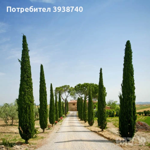Уникален Кипарис Тотем 90 см, снимка 3 - Градински цветя и растения - 54538391