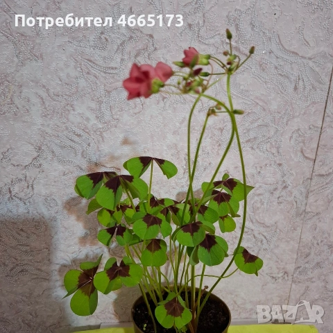 Комплект Цветя Детелини, снимка 3 - Стайни растения - 55017101