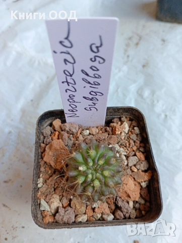 Кактус Neoporteria subgibbosa -5.5 см. саксия