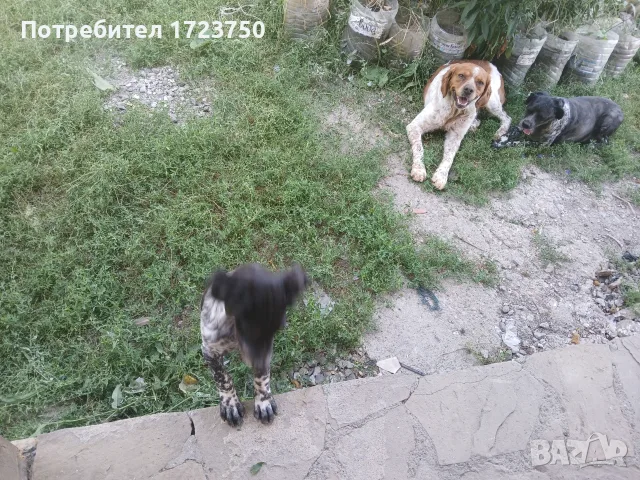 Бретон шпанйолче мъжко, снимка 5 - Други - 55644912