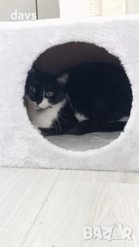 Травмирана котка остава на улицата, снимка 5 - Други - 55102605