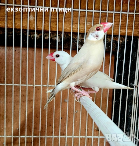 Продавам двойка и една женска , снимка 2 - Амадини - 55146175