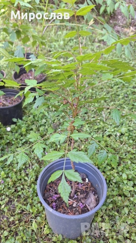 Продавам декоративно растение Китайски мехурник (Koelreuteria paniculata), снимка 7 - Градински цветя и растения - 51422603