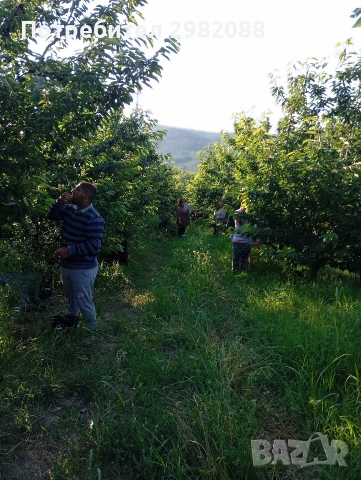 Продавам овощна градина 19 дка., снимка 6 - Земеделска земя - 55078790