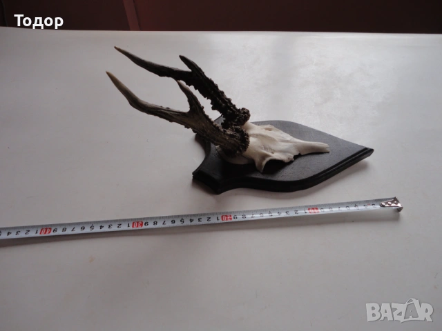 Ловен трофей рог рога 10