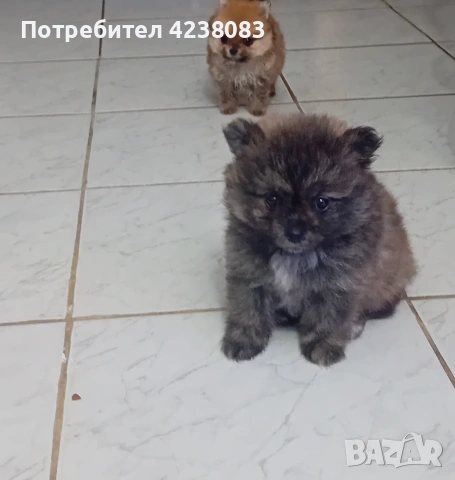 Померан, снимка 10 - Померан - 54994237