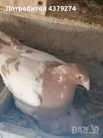 100% Мюлеманс, снимка 7 - Гълъби - 54129201