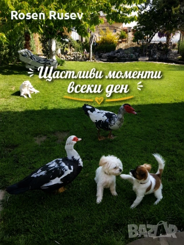 Хотек за кучета и котки до Пловдив.https://lapichki-guchki.eu