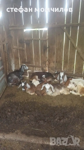 продавам ярета , снимка 2 - Кози - 54890172