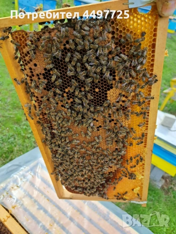 Пчелни отводки и пчелни рамки със запечатано пило и пчели, снимка 5 - За пчели - 54057109